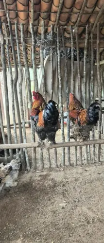 Pintos da raça gigante Galinha Brahma