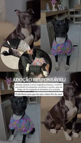 Adoção responsável de Pitbull