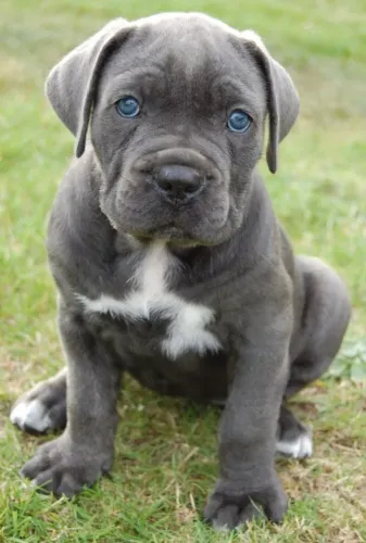 Cane Corso Um afeto que cresce na convivência