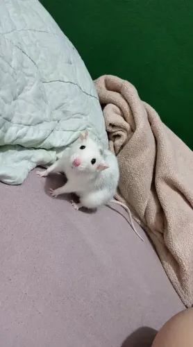 doação de rato twister
