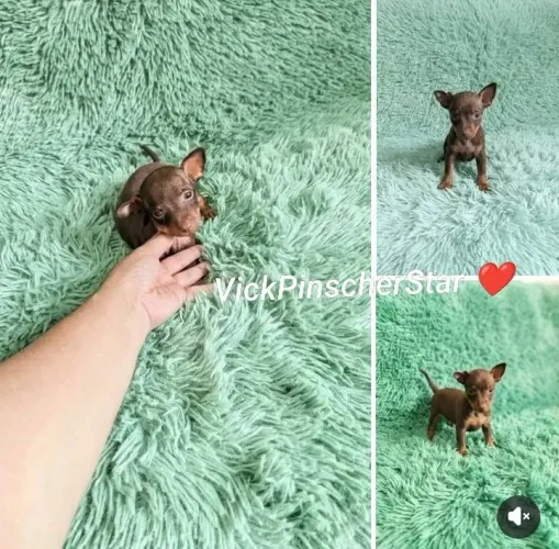 Filhotinho de pinscher miniatura zerinho disponível chocolatinho maravilhoso