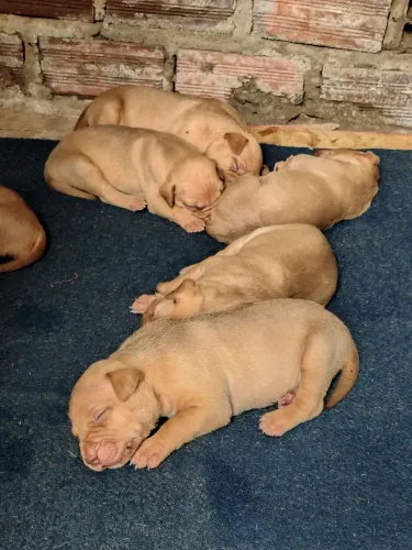 Cachorro Pitbull 