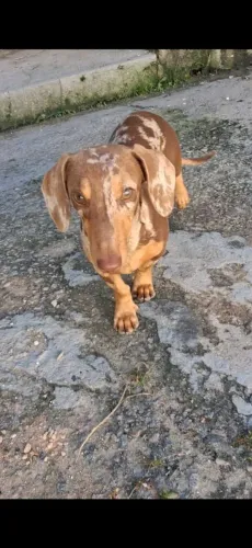 SALSICHA MACHO DISPONÍVEL PRA CRUZAR