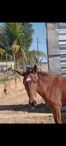 Vendo cavalo 3 anos 