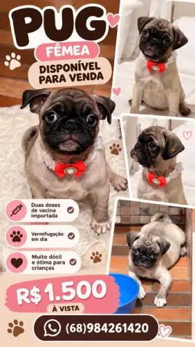 Pug fêmea