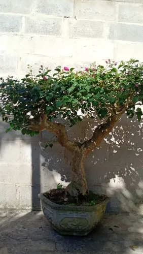 Bonsai Buganvília