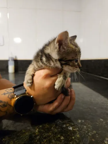 Doação de filhotes de gatinhos
