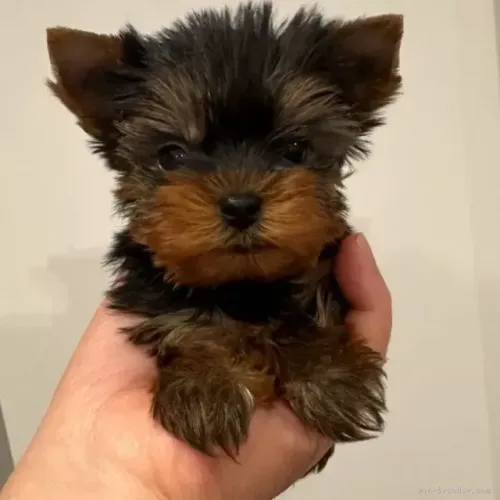 Cachorro filhote yorkshire super docil e pelagem densa sedosa