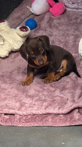 Basset dachshund fêmeas chocolate aceito cartão