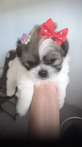 Vendo uma linda filhotinha de Shitzu fêmea 