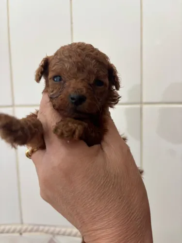 Filhote de poodle Toy RED legítimo micro micro micro