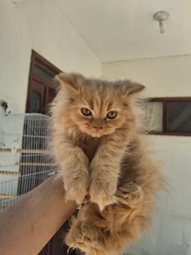 Gata persa a venda