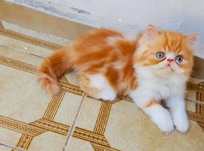 Gato persa