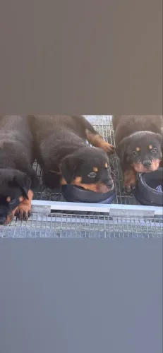 Rottweiller