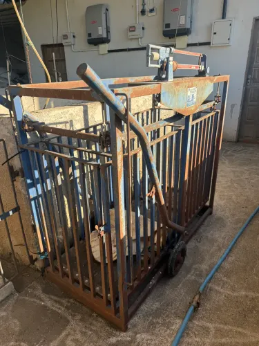 Balança 500 kg bezerro, suíno, ovinos