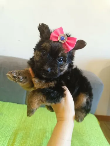 Lindos Yorkshire minis disponíveis 