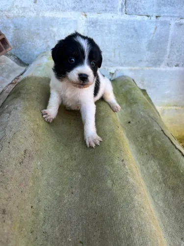 CACHORRA FÊMEA FILHOTE