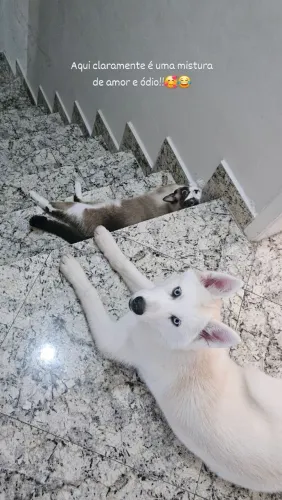 Vende-se Husky Siberiana Branca de olhos azuis.