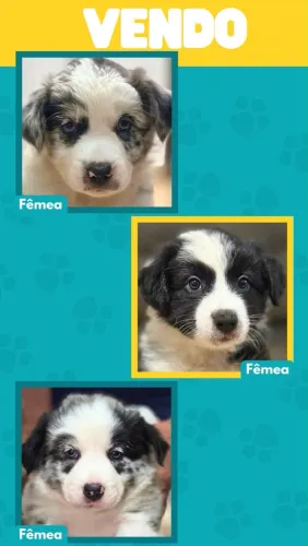 Vendo Border collie