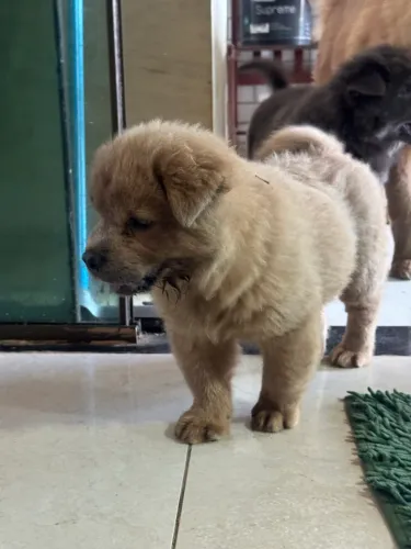 Chow chow fêmea beje. Pura