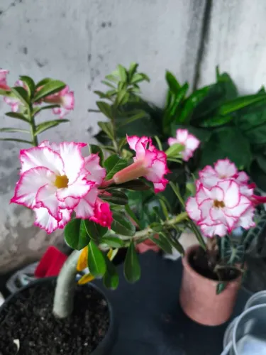 Rosa do deserto