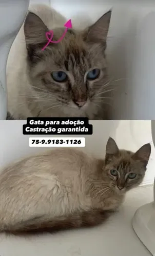 Gatinha disponível para adoção!