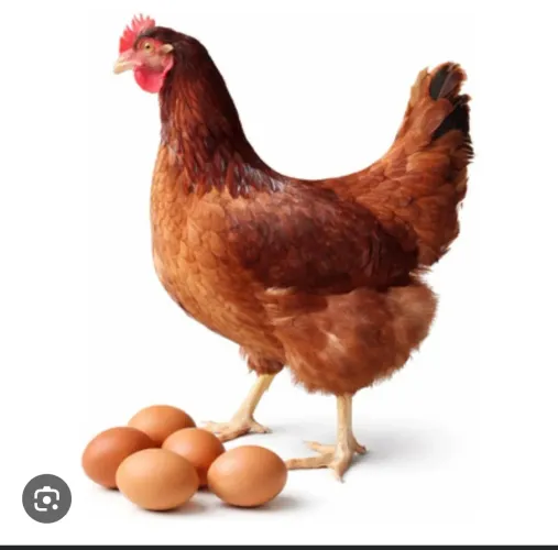 Ovos De galinha caipira fértil Galado