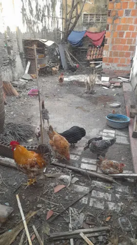 Galinhas, Galos e Frangas.