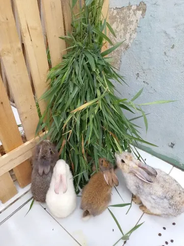 Vendo lindos Coelhinhos.