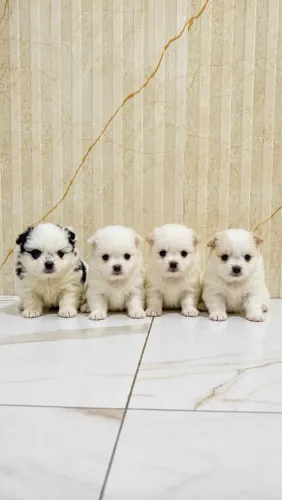 Spitz alemão - Lulu da Pomerania
