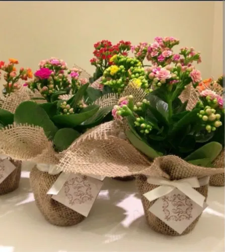 PLANTA DECORAÇÃO E FESTA