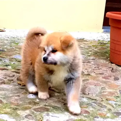 Akita Inu,Akita Inu Filhote Saudável Excelente Companhia