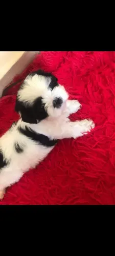 Filhote de Shihtzu micro