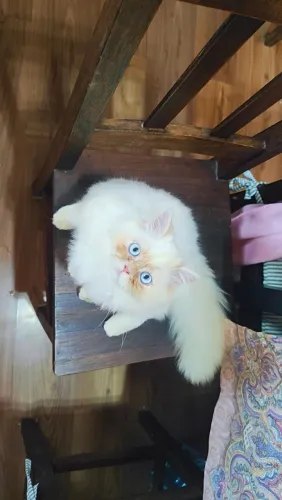 Celeste procura namorado Persa para 1 cruza 