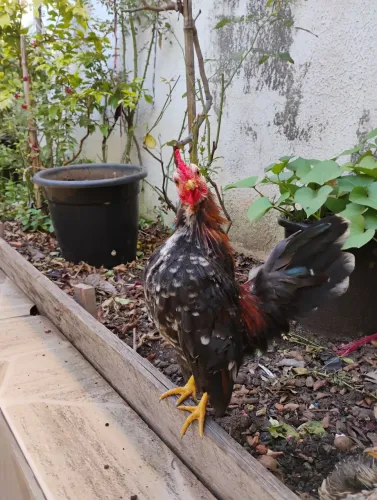 Galo serama