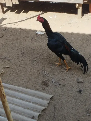 Frango indiano 
