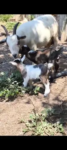 Mini cabra