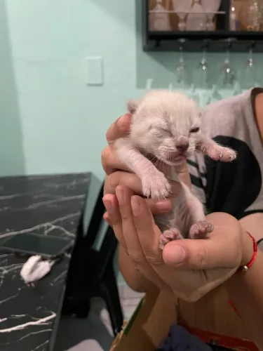 Gato branco para adotar