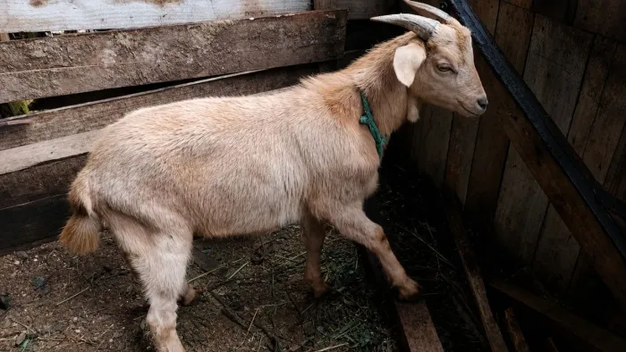 Cabrito