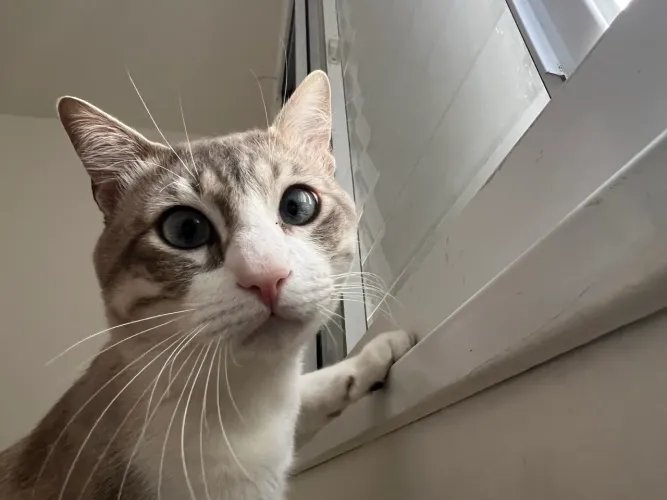 Adoção de gato