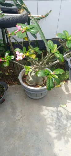 3 Rosa do Deserto.barata