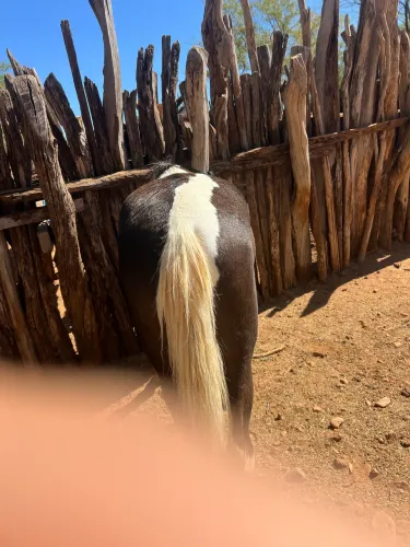 Pônei à venda 