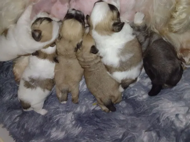 Shih tzu