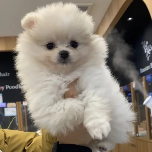 Entregamos hoje! Spitz alemão fêmea Lulu da pomerania 