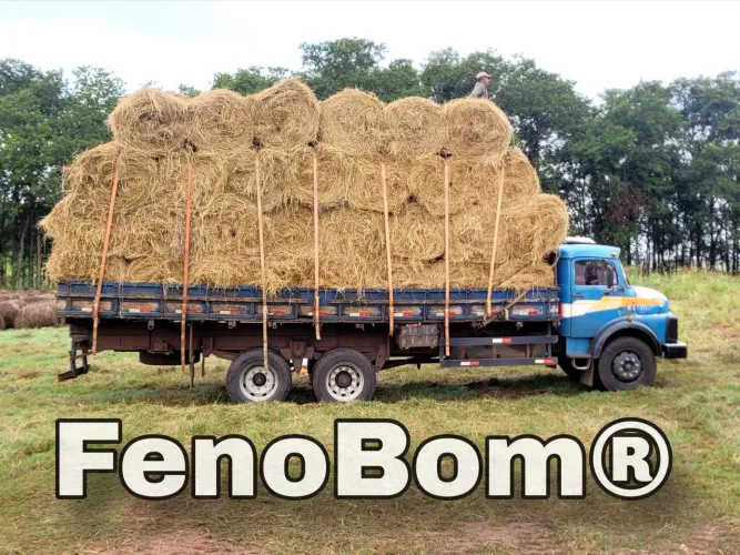 FENO DICTYONEURA