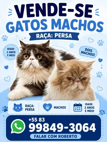 Gatos persa