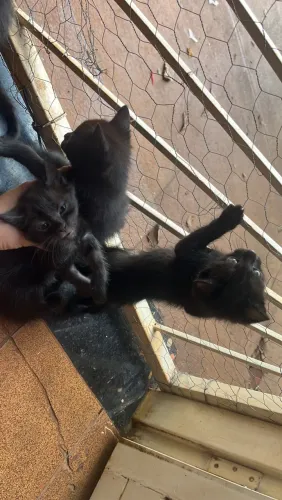 Doação Filhotes Macho