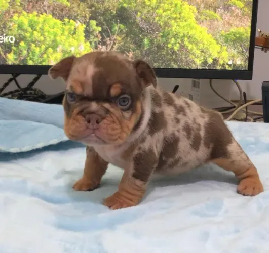 AMERICAN BULLY - FILHOTES DISPONÍVEIS
