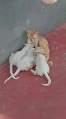 Gatos machos branquinhos pra doação 