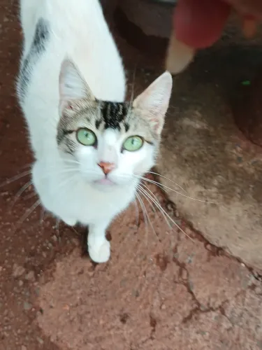 Doação de gatos
